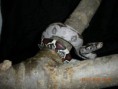 /album/forrige-dyr/kongeboa-guyana-jpg/